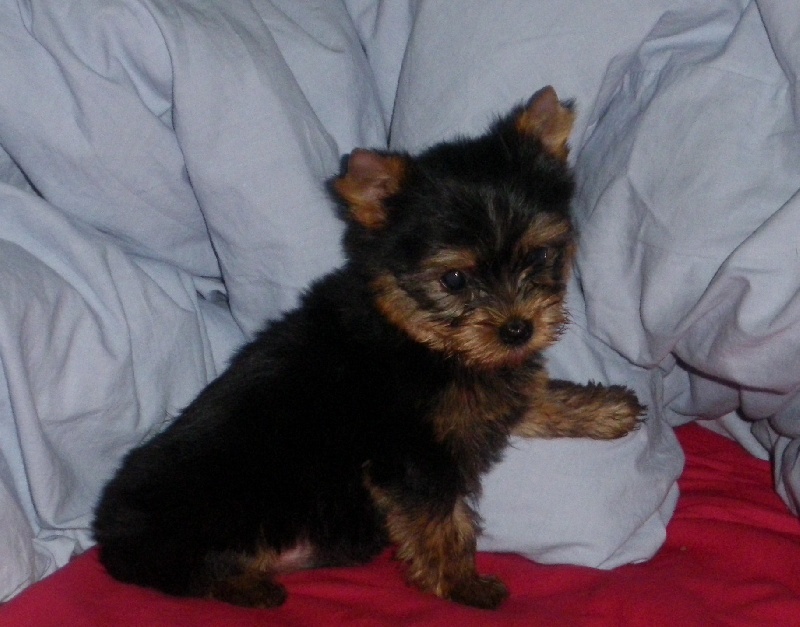 De la Bergerie du Coteau - Yorkshire Terrier - Portée née le 22/09/2011