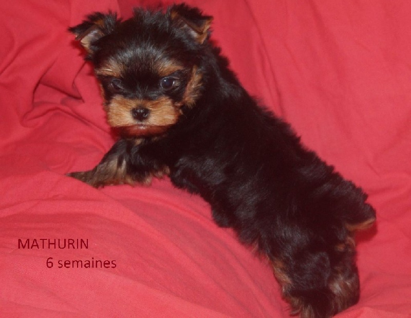 De la Bergerie du Coteau - Yorkshire Terrier - Portée née le 28/10/2016