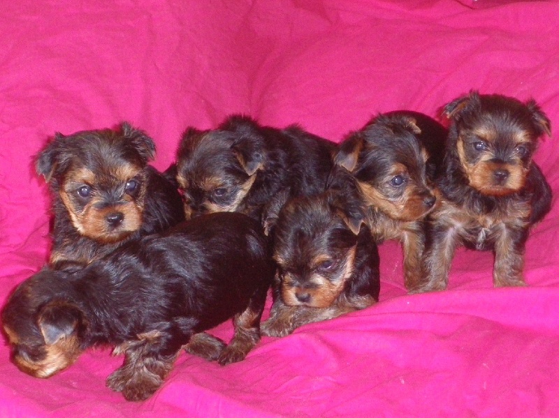 Chiot Yorkshire Terrier De la Bergerie du Coteau