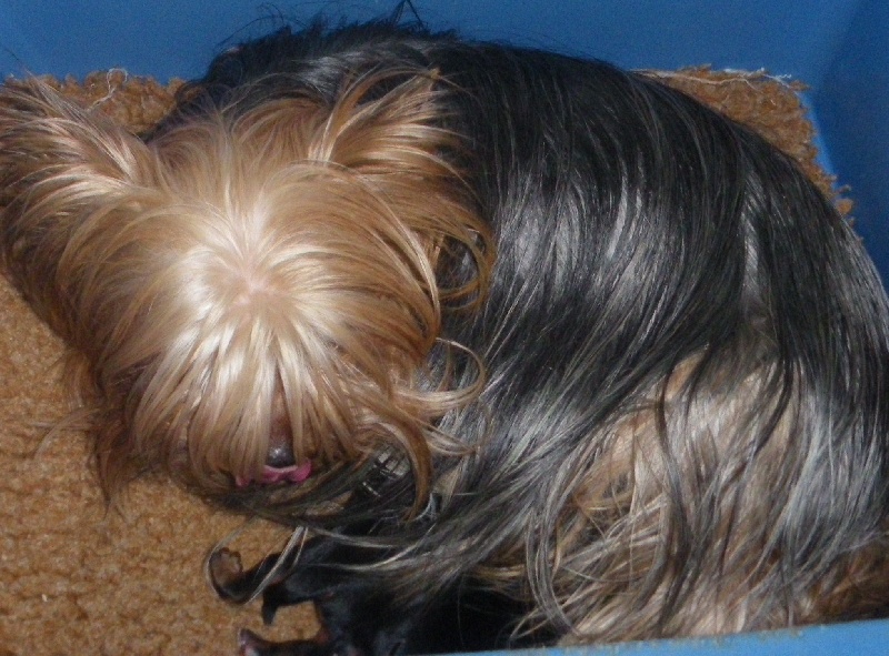 De la Bergerie du Coteau - Yorkshire Terrier - Portée née le 05/03/2010