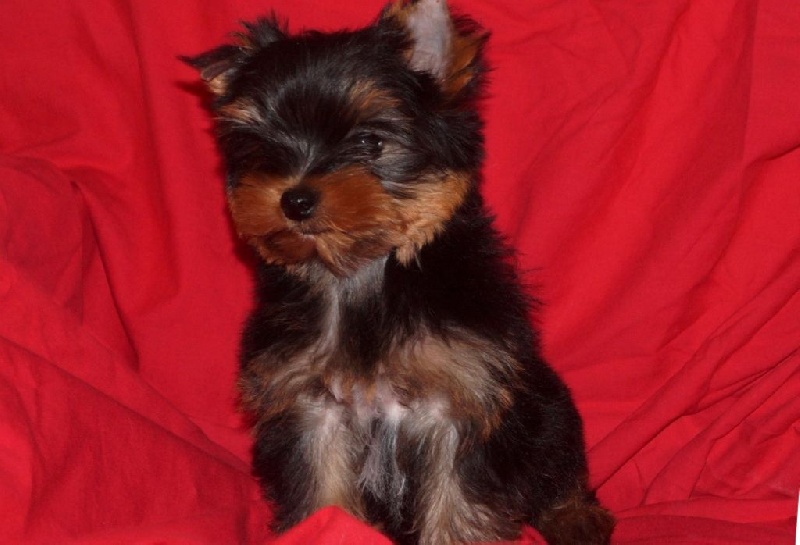 De la Bergerie du Coteau - Yorkshire Terrier - Portée née le 06/08/2016
