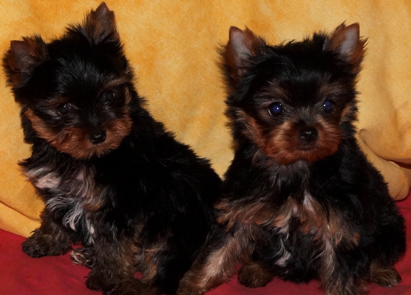 De la Bergerie du Coteau - Yorkshire Terrier - Portée née le 11/05/2014