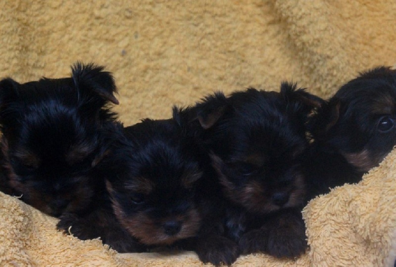 De la Bergerie du Coteau - Yorkshire Terrier - Portée née le 05/12/2016