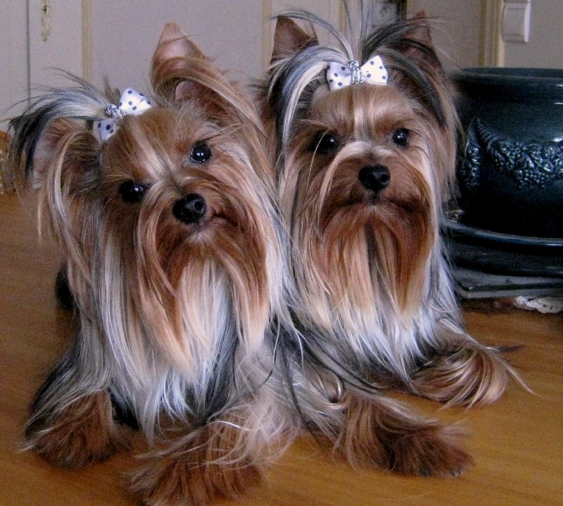 De la Bergerie du Coteau - Yorkshire Terrier - Portée née le 04/07/2011