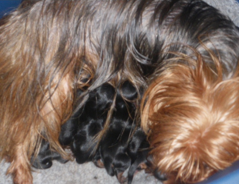 De la Bergerie du Coteau - Yorkshire Terrier - Portée née le 20/06/2011
