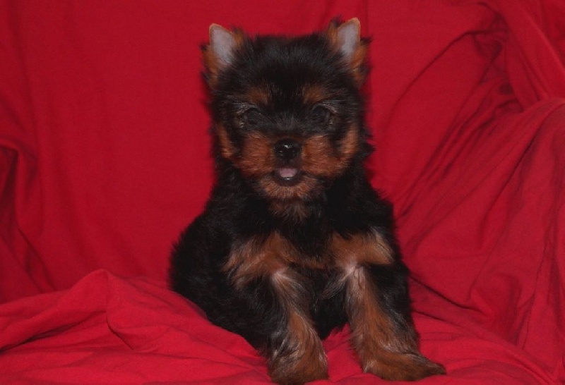 De la Bergerie du Coteau - Yorkshire Terrier - Portée née le 20/08/2016