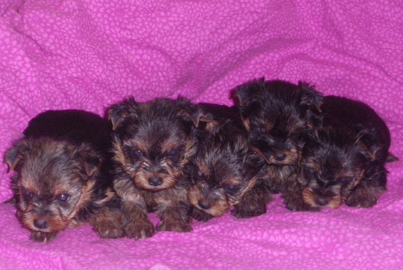 De la Bergerie du Coteau - Yorkshire Terrier - Portée née le 30/08/2010