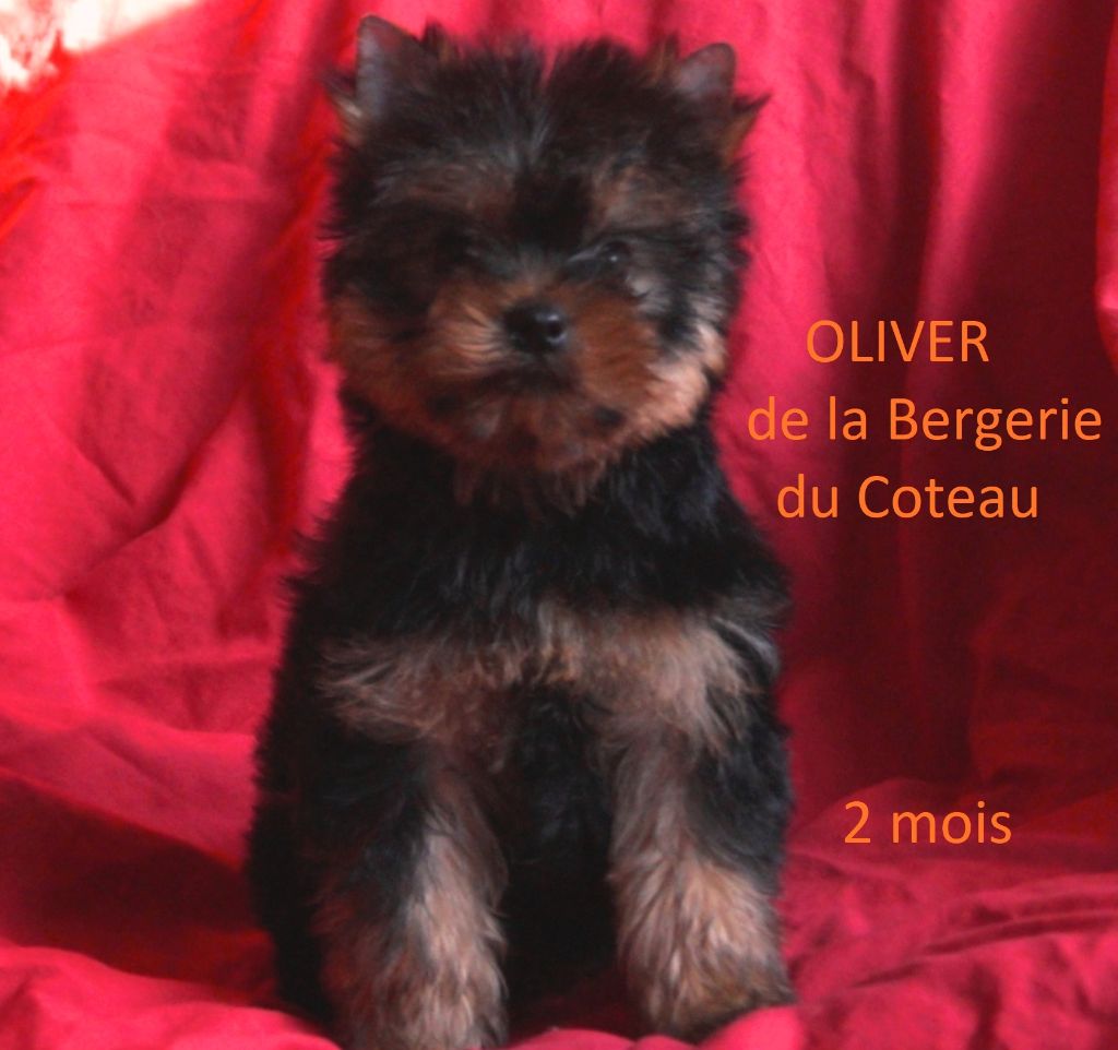 De la Bergerie du Coteau - Yorkshire Terrier - Portée née le 12/09/2018