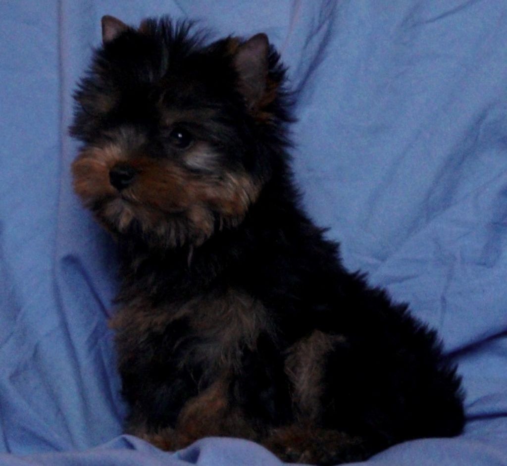 De la Bergerie du Coteau - Yorkshire Terrier - Portée née le 10/10/2017