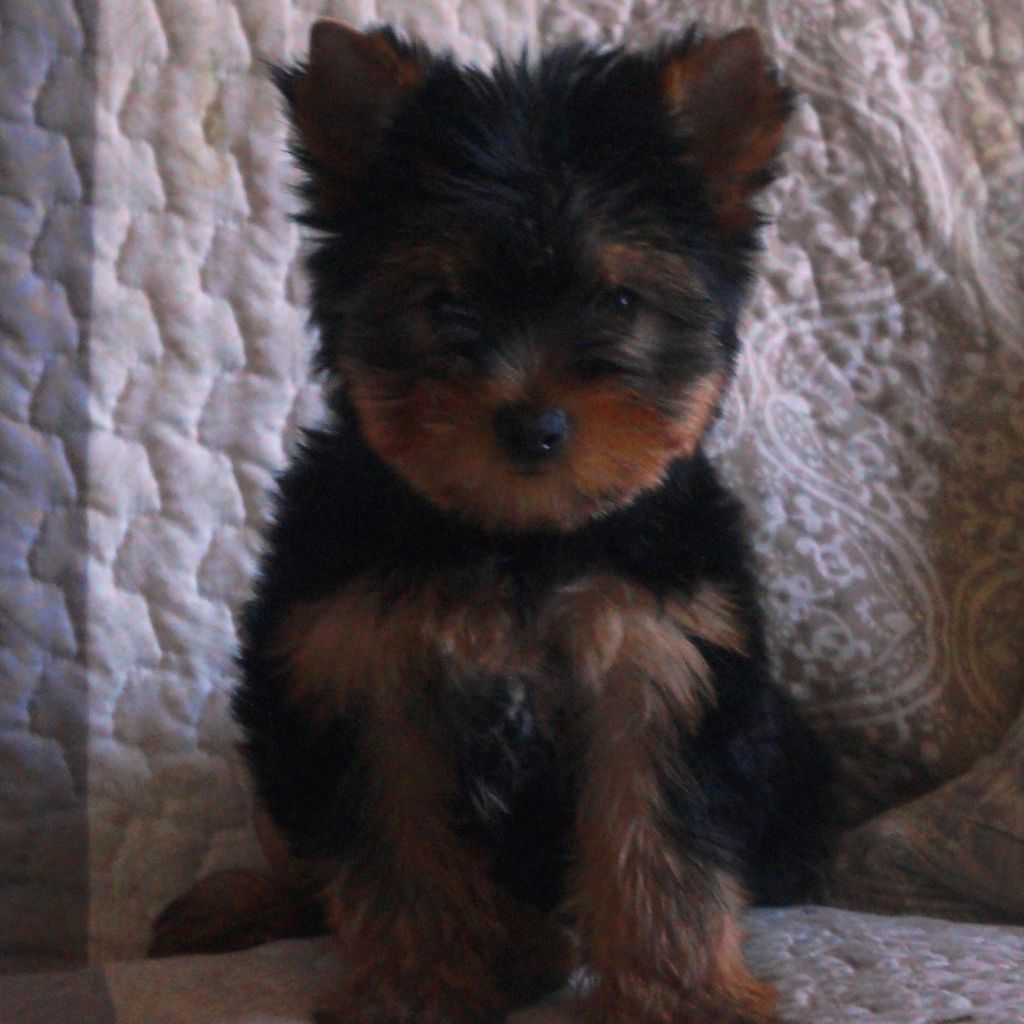 De la Bergerie du Coteau - Yorkshire Terrier - Portée née le 02/05/2017
