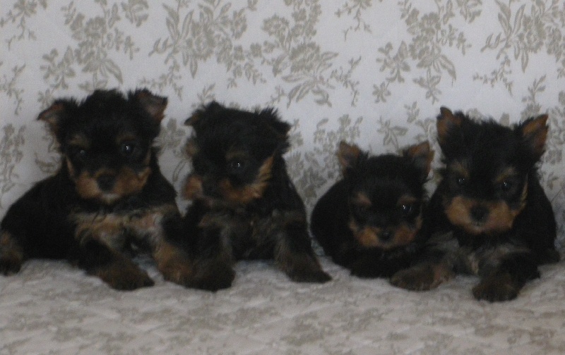 De la Bergerie du Coteau - Yorkshire Terrier - Portée née le 11/04/2011