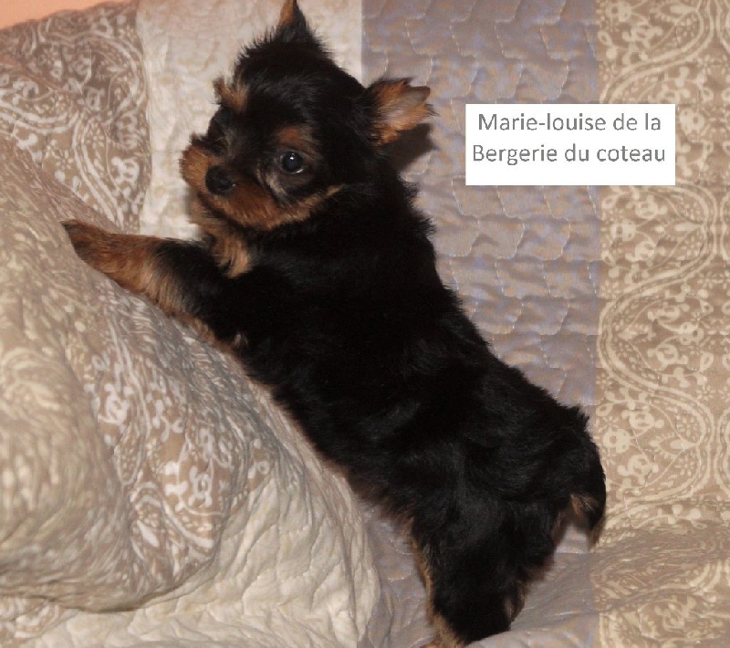 De la Bergerie du Coteau - Yorkshire Terrier - Portée née le 26/10/2016