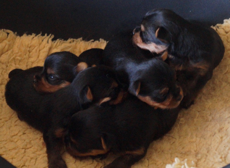 De la Bergerie du Coteau - Yorkshire Terrier - Portée née le 31/05/2015