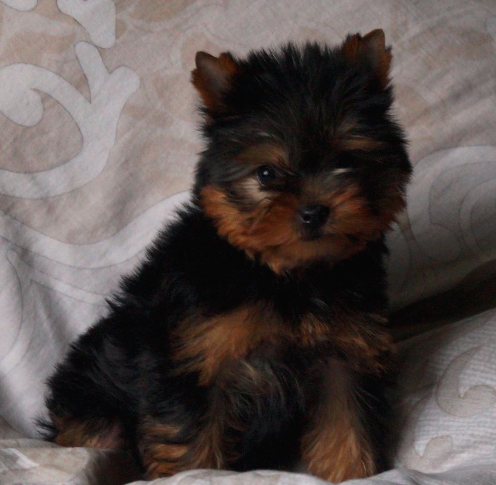 De la Bergerie du Coteau - Yorkshire Terrier - Portée née le 16/01/2018