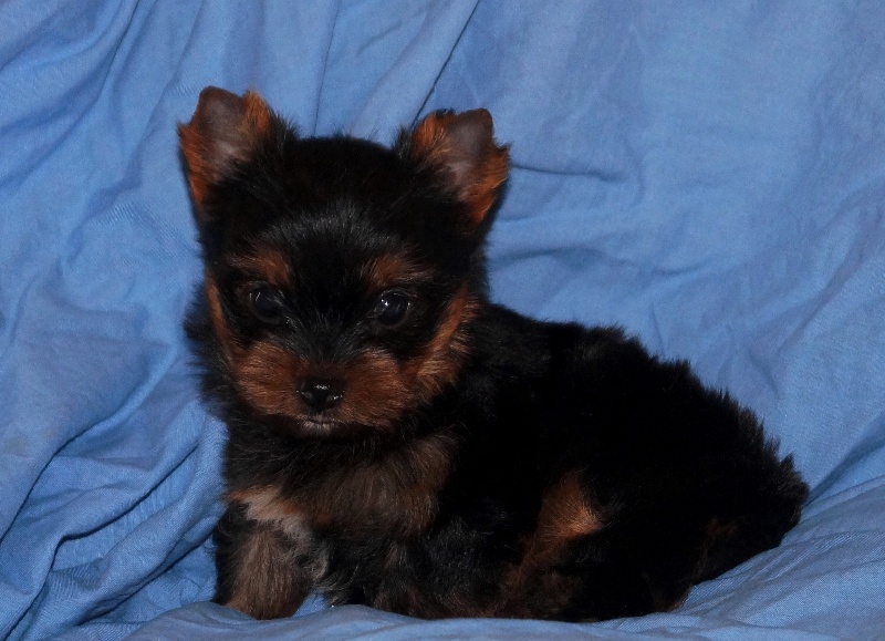 De la Bergerie du Coteau - Yorkshire Terrier - Portée née le 12/11/2014