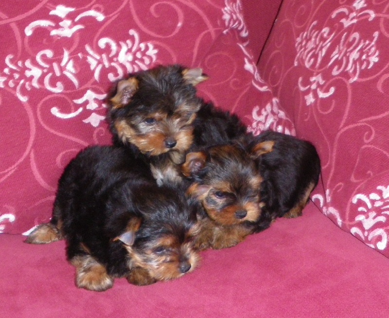 De la Bergerie du Coteau - Yorkshire Terrier - Portée née le 26/06/2009