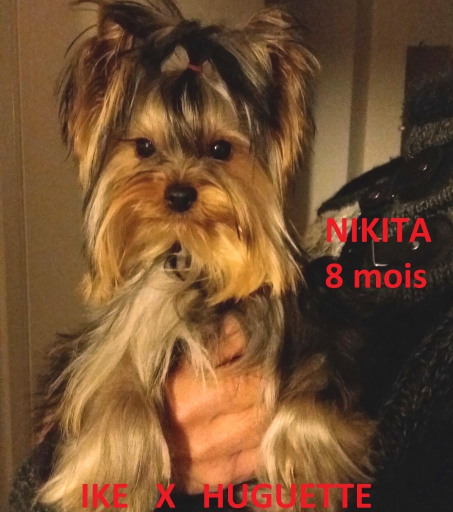 De la Bergerie du Coteau - Yorkshire Terrier - Portée née le 08/09/2018