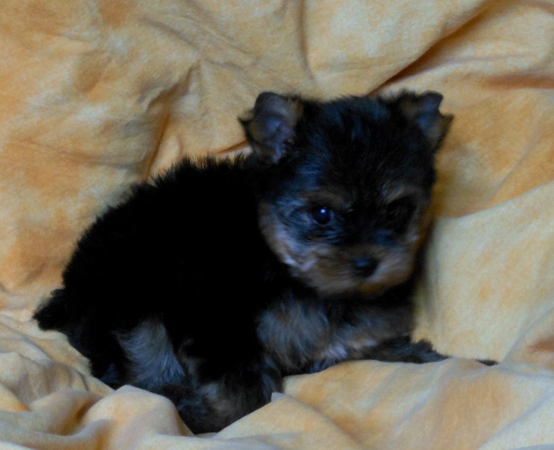 De la Bergerie du Coteau - Yorkshire Terrier - Portée née le 26/05/2012