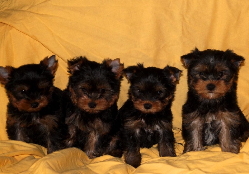De la Bergerie du Coteau - Yorkshire Terrier - Portée née le 25/12/2015