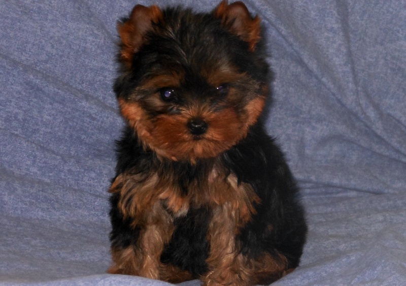 De la Bergerie du Coteau - Yorkshire Terrier - Portée née le 22/05/2013