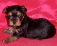 GLADYS