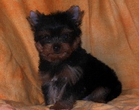 IOGGY