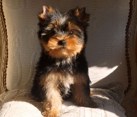 LYSIE