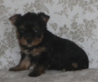 GRAZIELLA