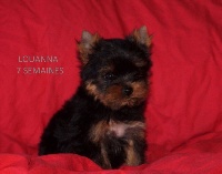 LOUANNA