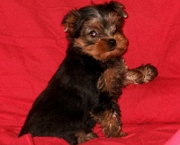 HARVEY