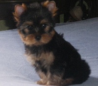 GRISELDA
