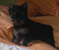 GIULIO