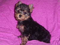 FARRAH
