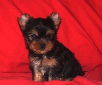 MADDY