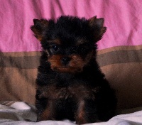 LIVIA