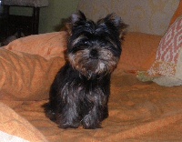 GIACOMINO