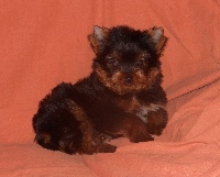 HANSEL