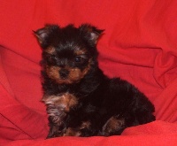 MOKA