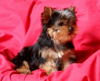 HUDSON