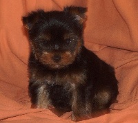 MIREILLE