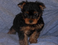 ITTIE