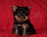 LUCCIA