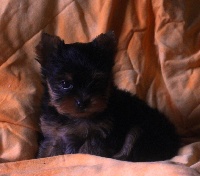 MAYLIE
