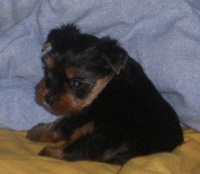 GASTON