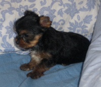 GAETAN