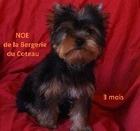 NOE
