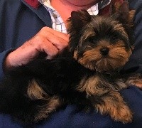 PERDITA