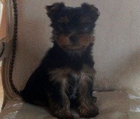 MANFREDO