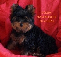 OCELIA