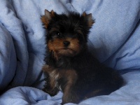 ILLAN